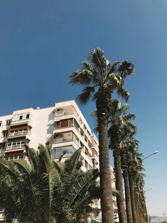 a bunch of palm trees line a street