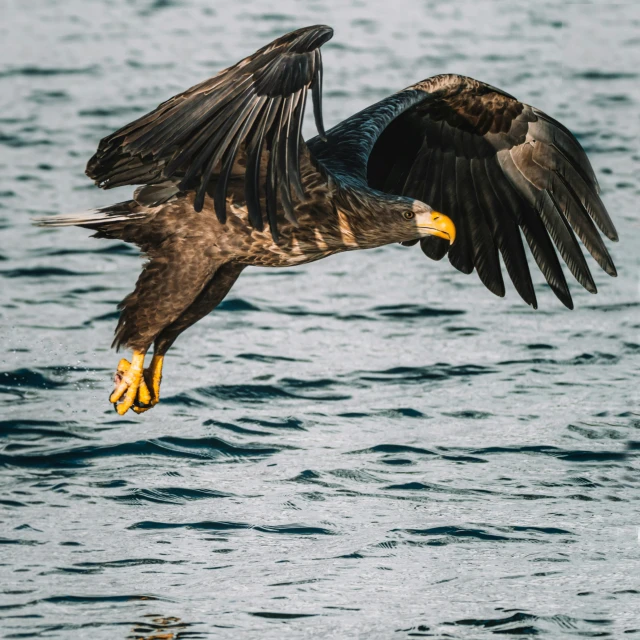 a large bird with wings wide open in flight over the water