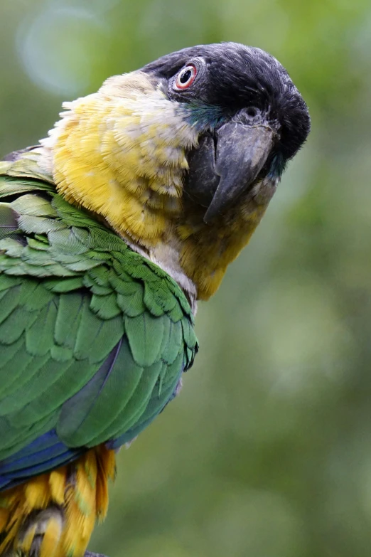 a green and yellow bird sitting on top of a tree nch