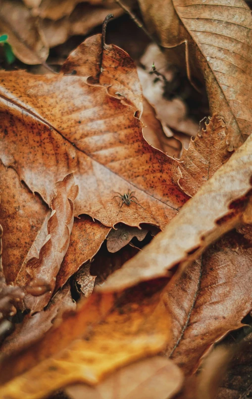 an image of a leaf in the leaves on the ground