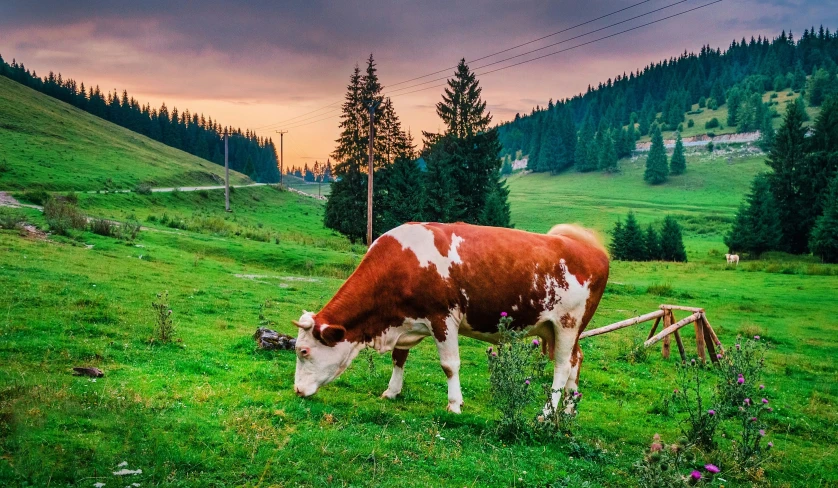 brown and white cow in grassy field with mountains in background