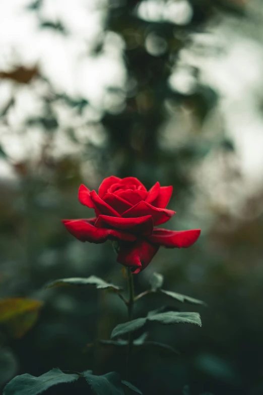 a red rose with leaves in the foreground