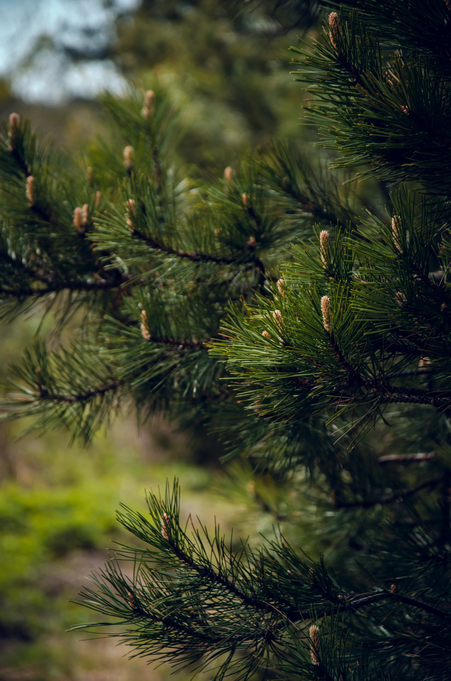 some green pine trees nches are close together