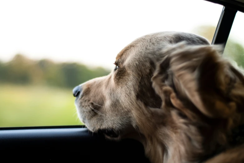 the dog is looking out the window on the car