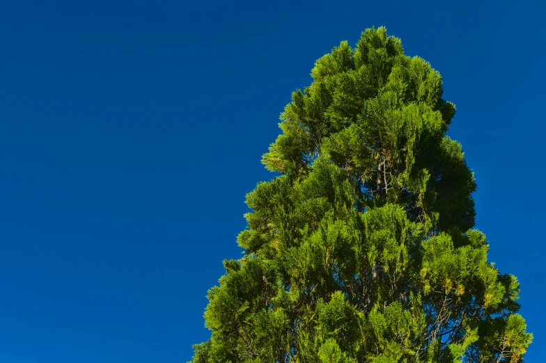 the top of a large green tree with several nches