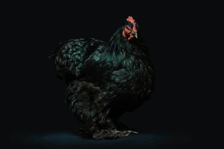 the black rooster stands ready for its prey