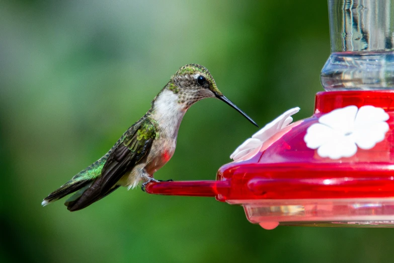 a hummingbird is standing next to a red feeder