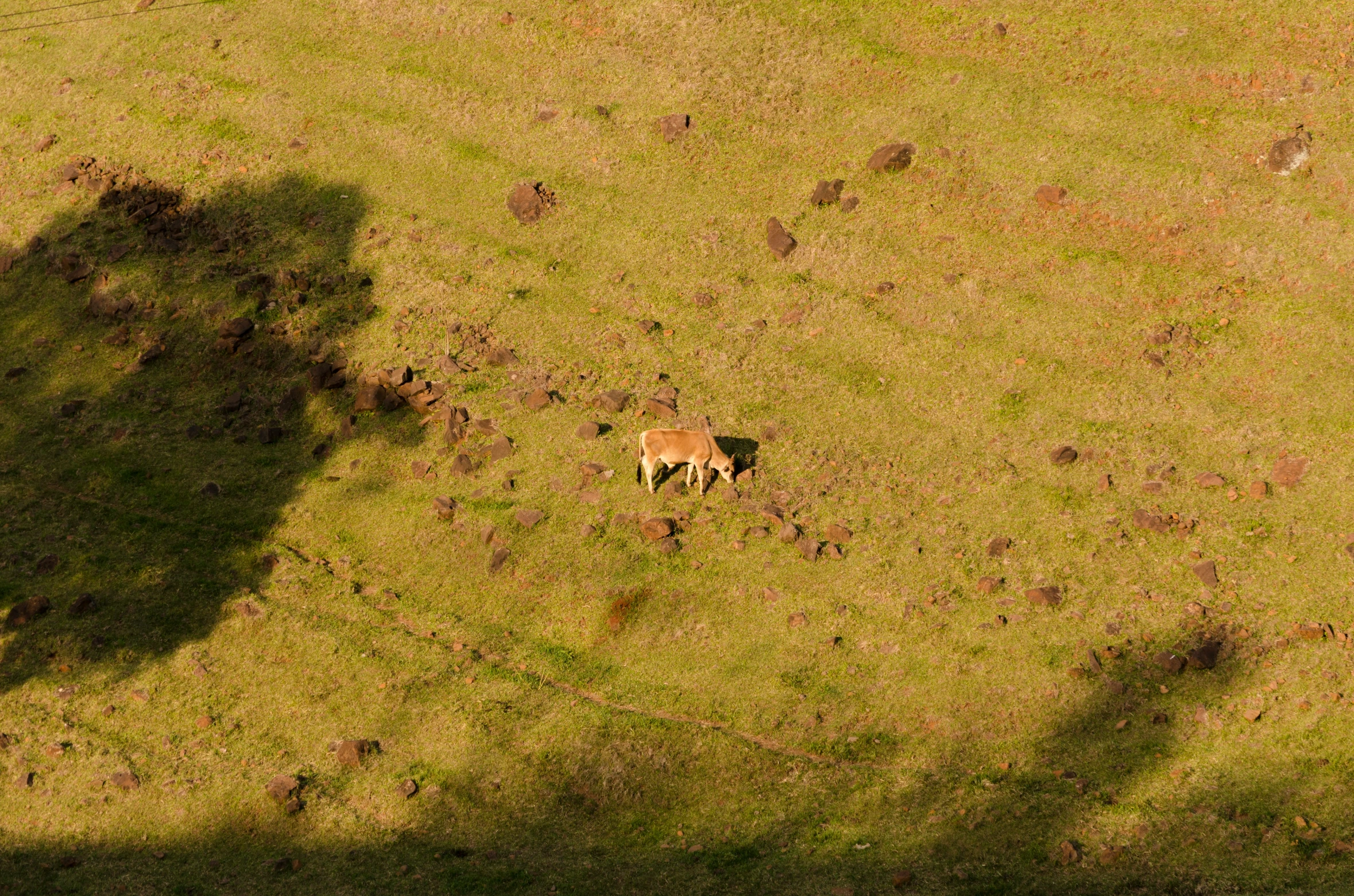 a cow is casting a shadow on the grass