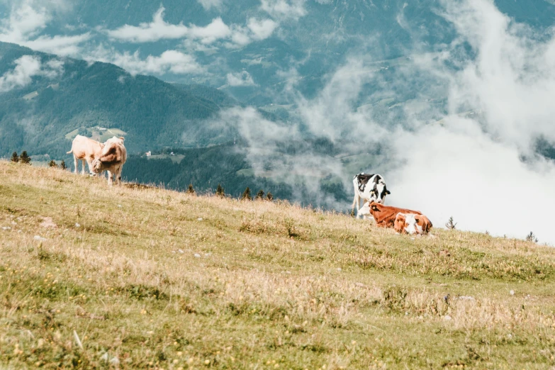 a pair of cattle are on a hilly area in the mountains