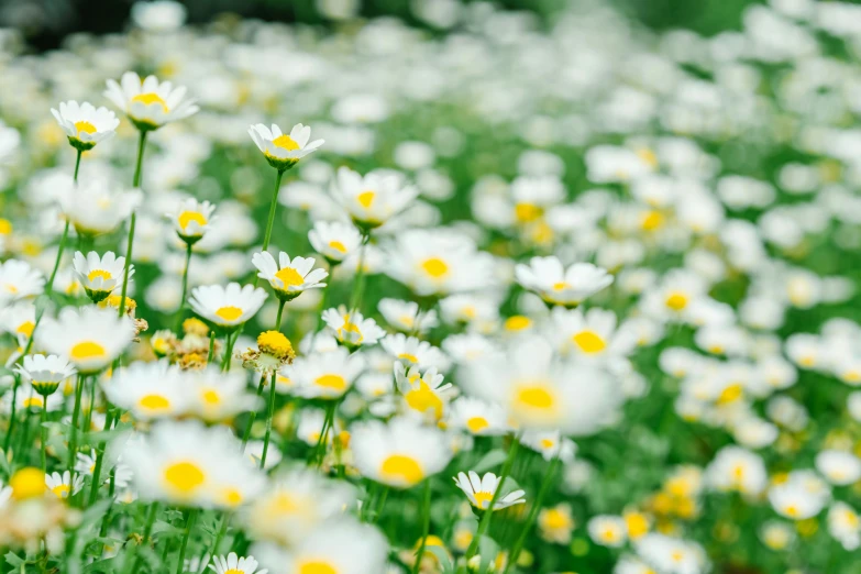 small white and yellow flowers grow in the grass