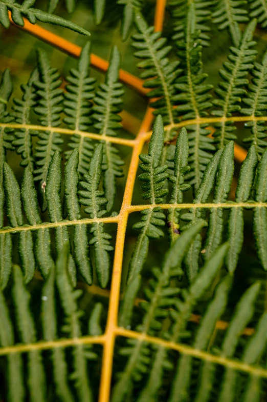 a close up of a tree nch showing thin green needles