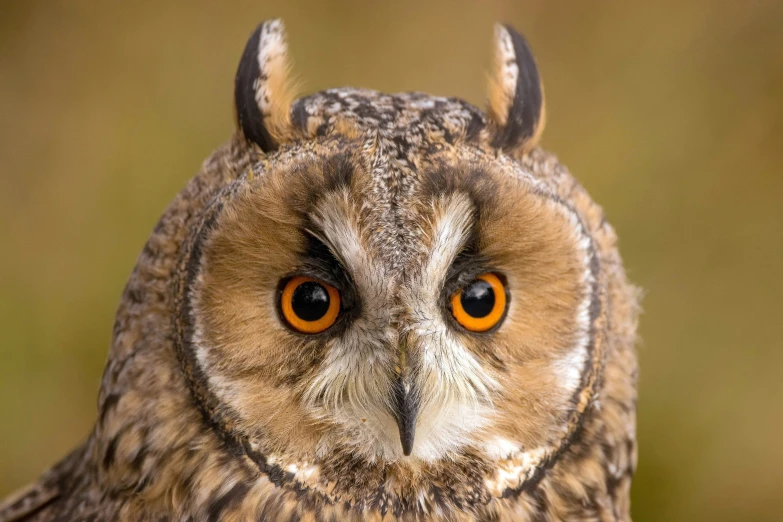 an owl with big orange eyes stares at the camera