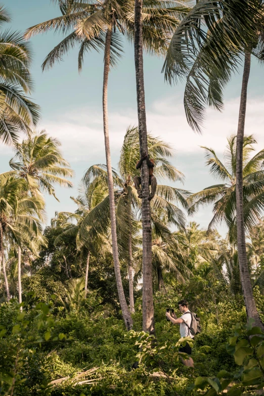 a person standing amongst trees in a lush tropical area