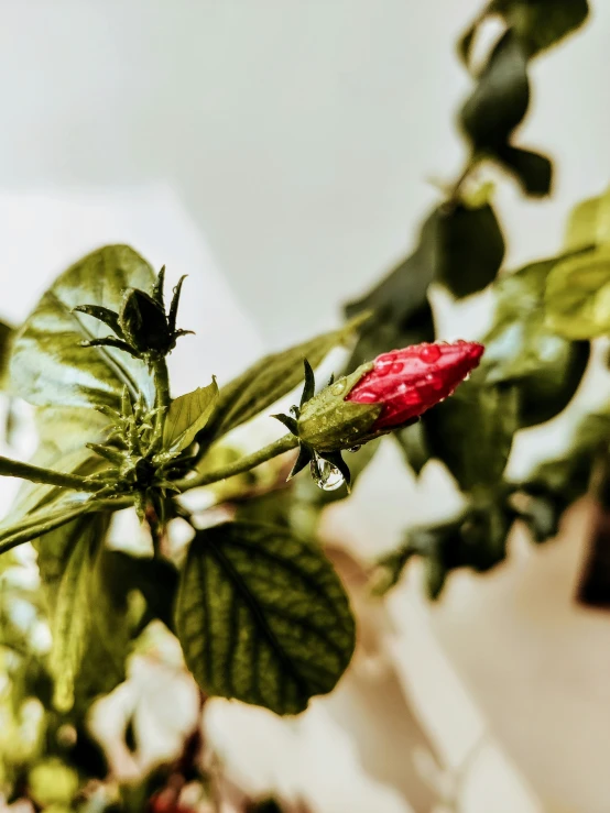 a flower with large petals on the stalk