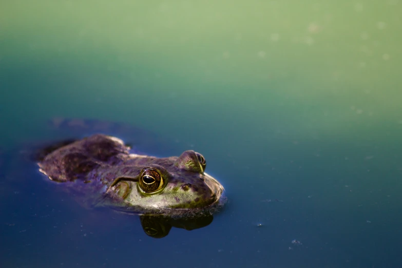 a small alligator swims in the water