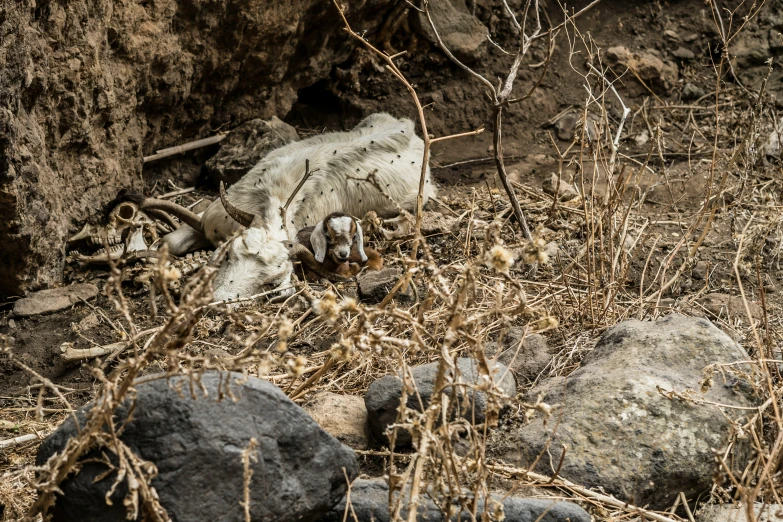 a dead goat laying in a rocky area