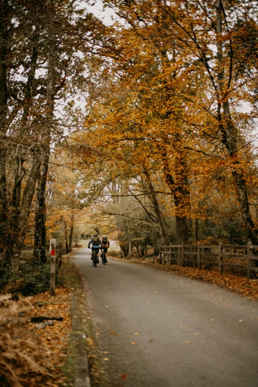 three people riding motorcycles down a path surrounded by trees