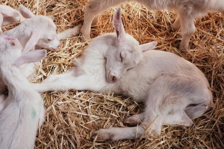 three newborn goats sit in hay together