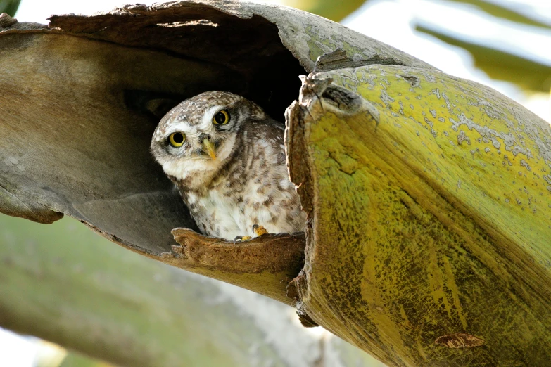 an owl that is standing in a nest