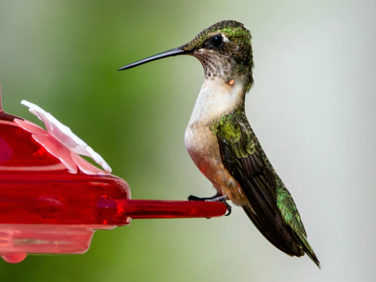 a hummingbird looking at an object outside