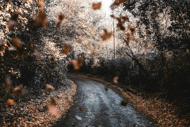 a scenic dirt road surrounded by trees