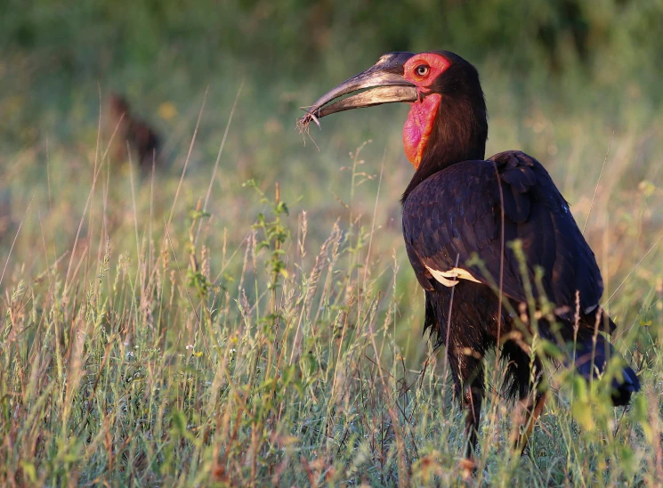 a large bird in the middle of tall grass