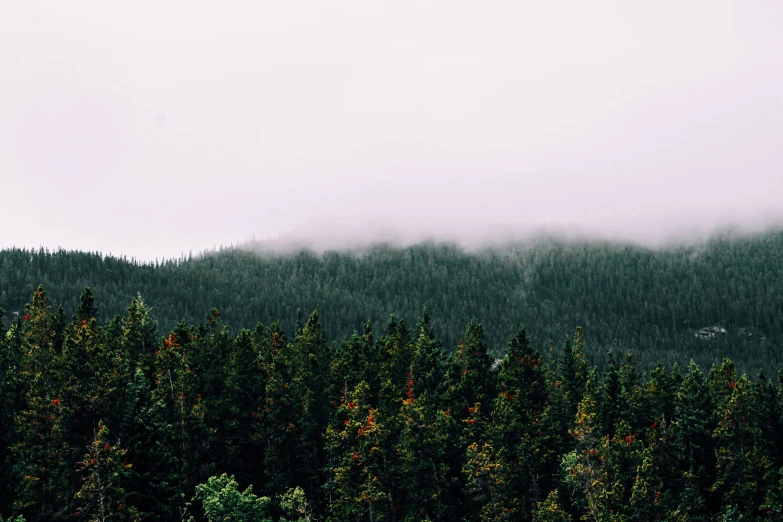 a hillside of green pine trees with fog in the distance