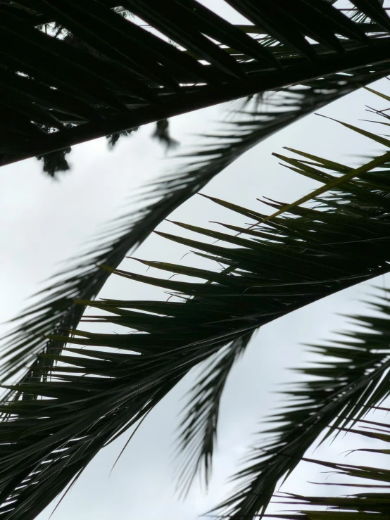 a view from underneath a palm tree leaves