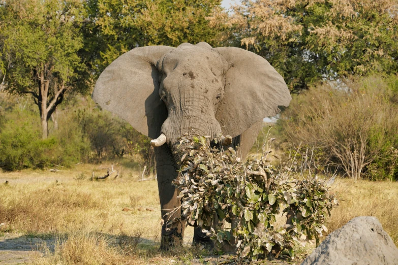 an elephant eating leaves with the trunk out of his mouth