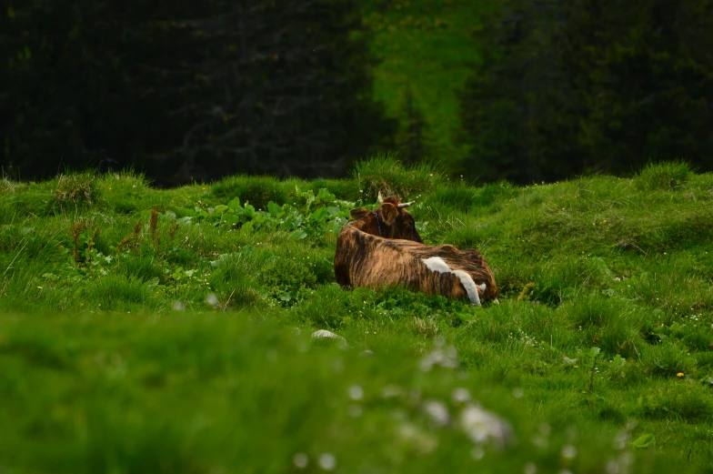 an animal lying in the middle of some grass