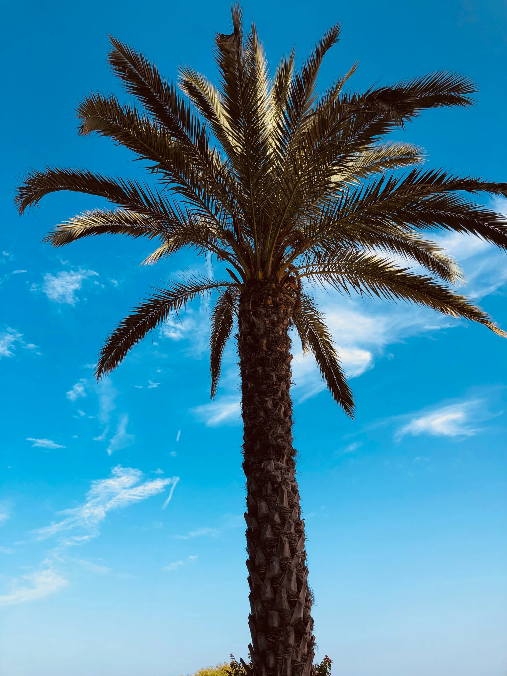 a palm tree next to the ocean under a cloudy sky