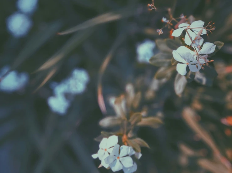 small white flowers on a thin nch in sunlight