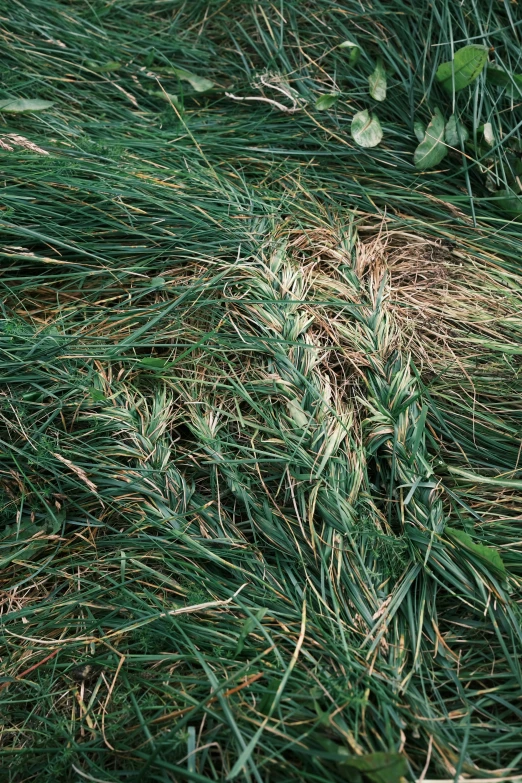 a field that has many different types of grass