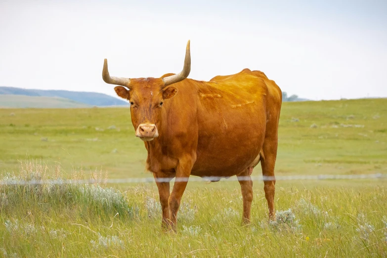 a bull standing in a field looking to its left