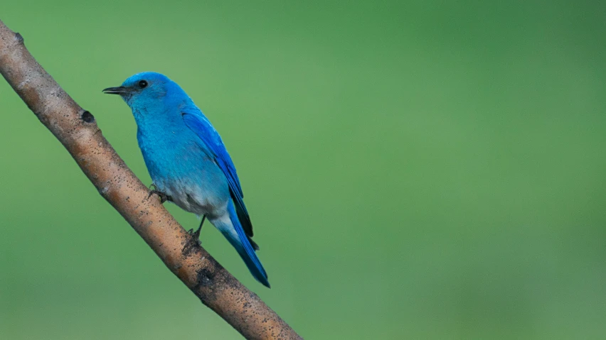 a blue bird sitting on a tree limb