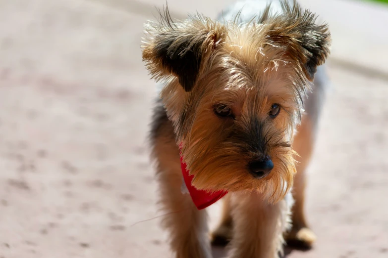 the dog has long hair as it walks