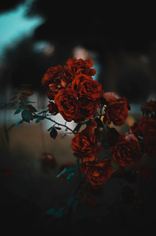 a bunch of red flowers growing on a stem