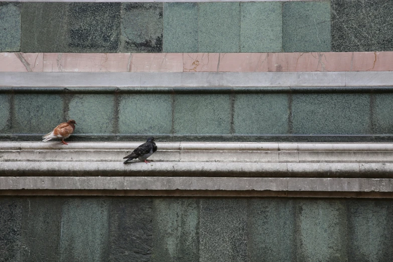 two birds are sitting on the ledge of a building