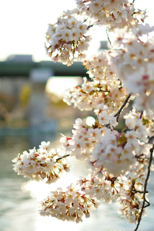 white flowers on a nch next to a body of water