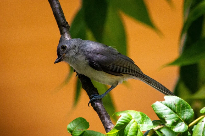 a close up of a bird on a nch