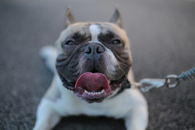 a dog is getting ready to give a funny face