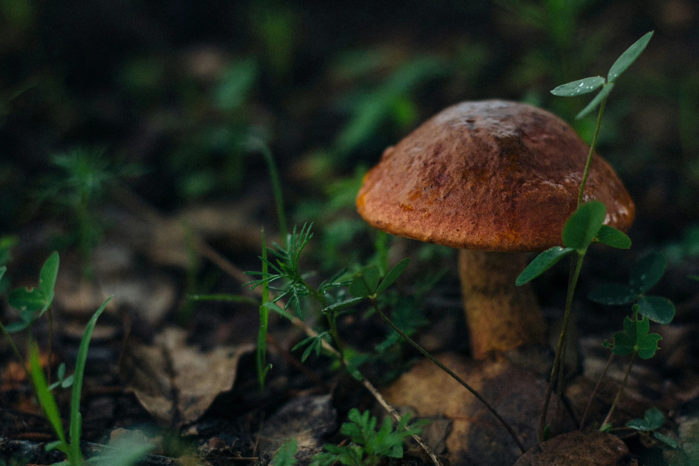 a brown mushroom on the ground in the forest