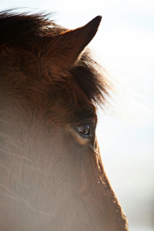 the eye of a brown horse is partially obscured by its shadow