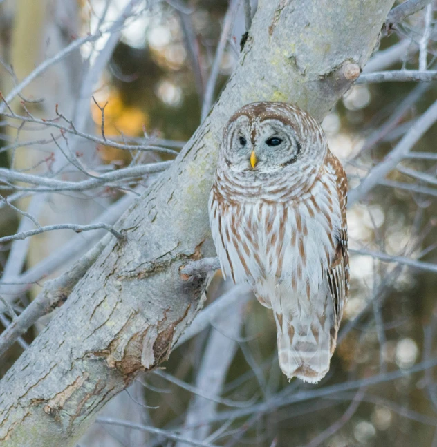 an owl perched on top of a tree nch