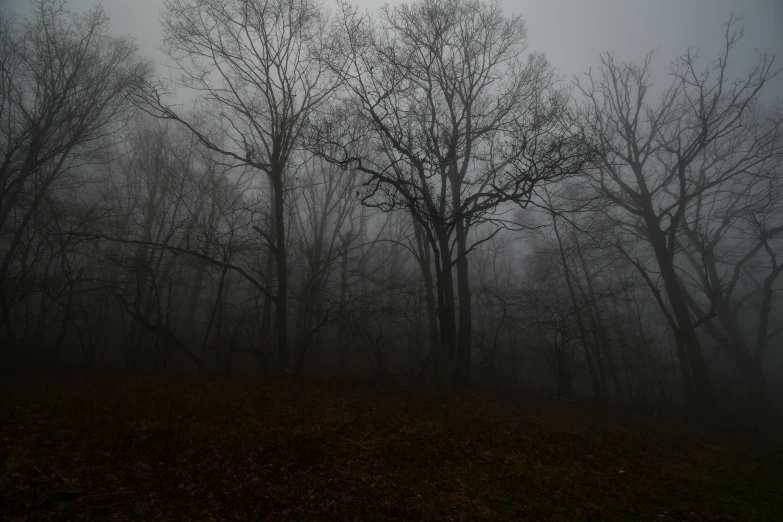 trees are silhouetted against the mist in a park