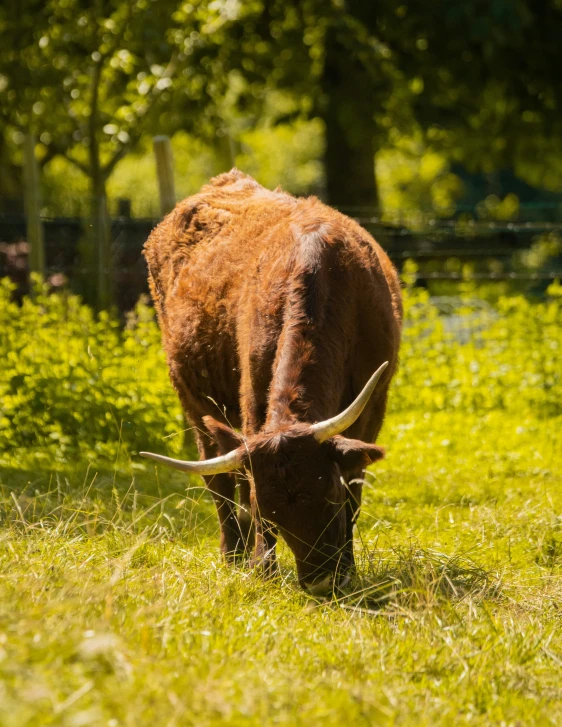 long horn cattle grazing in grassy field next to fence