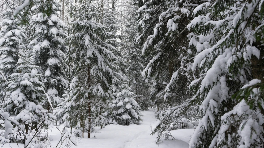 a snow - covered path through the pine trees during the day