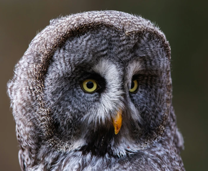 an owl with yellow eyes is in the wild