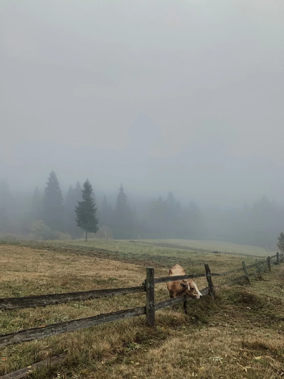 two cows are behind the fence on a foggy day