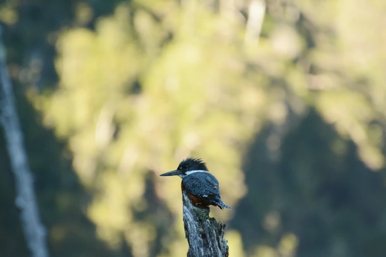 there is a small bird on the log of this tree